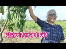 Farm house toure fruit garden
