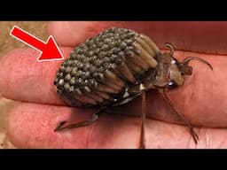 The Most Mysterious Animals That Ever Lived