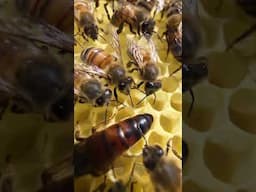 In N Out 🐝