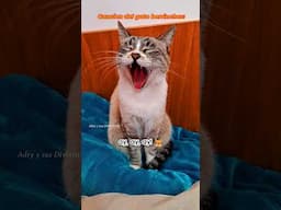 cancion del gato  berrinches! 😂 #humordegatos
