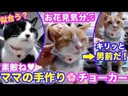 2025ｰ04−06 保護猫たちの「ほっこり猫ライブ」ハッチ＆マック＋黒猫めめ＋がんサバイバーママ Cat live Stream in Japan -Cat Life TV