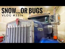 SNOW...OR BUGS | My Trucking Life | Vlog #3314