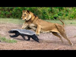 Honey Badger Is The Most Aggressive And Fearless Animal In The World!