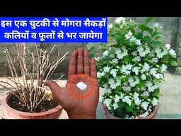 मोगरा को दोबारा फूलों के लिए ऐसे तैयार करें हजारों कलियों फूलों से भर जायेगा