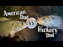 How to ID Virginia's American Shad vs. Hickory Shad!