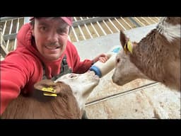 Calving Update Live