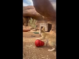 Fennec Fox Hunting for Food