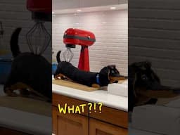 What is going on in this house?! #dogs #secretlifeofpets