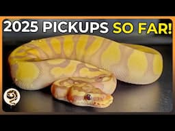 Here's Our Best Ball Python/Reptile Pickups for 2025 SO FAR!