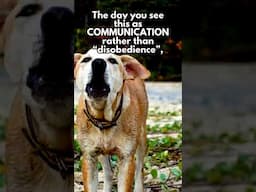 Struggling With Dog Reactivity? Remember THIS