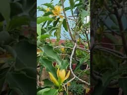 #champak #floweringplants #homegarden #benefits #hair #skincare #uses #healthbenefits #aromatherapy