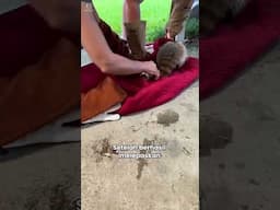 Kaki rakun tersangkut dikaleng minta pertolongan 😭😅❤️🥰💯
