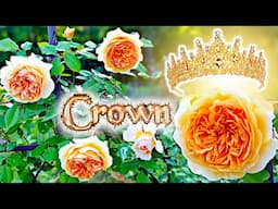 Beautiful in Spring, Heartbreaking After 💔 Crown Princess Margareta Rose