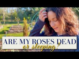 Are My Roses Dead or Just Sleeping? | EVERYDAY CHATEAU