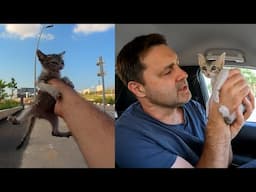 Кошечка Пимпа. Малышка, которую никто не заметил…