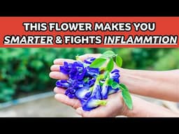 They Call It ‘Nature’s Nootropic’ – The Truth About Butterfly Pea / Earth's Medicine