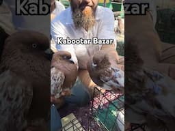 Lal Thapedar Marwari Kabootar #kabootar #pigeonmarket #petguru