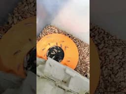 What are these?!?!
