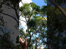 Mango Season Hits Different in the Tropics! #fruits #mango #skills