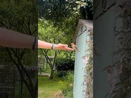 🪶🪱 FEED THE BIRDS 🪱🪶 #feedthebirds #handfeedingbirds #handfeedrobin #robin #robinredbreast