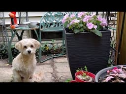GARDENING ON THE CHEAP ❤️ CREATING A BEAUTIFUL GARDEN WHEN YOU DON'T HAVE A LOT OF MONEY