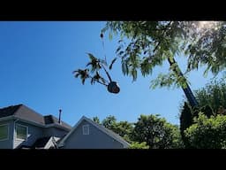 Getting Giant Palm Trees & Bird of Paradise Delivered
