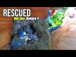 Female Bird STUCK in nest - Rescued - Will she Return ?