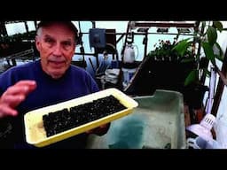 Getting the Zinnias Started
