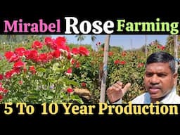 गुलाब की खेती, Mirabel Rose farming, Rose cultivation, #mirabel #mirabelrose #roseflower