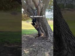 Doberman vs malinois🤣 #doberman #malinois #dog #funny