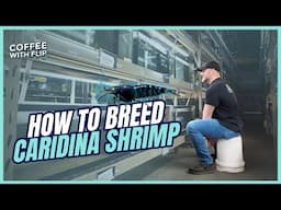 Breeding Caridina Shrimp  - Coffee With Flip - Ep. 77 [Aquarium Podcast]