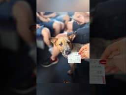 Abandoned puppies win ticket to new home #puppyrescue #dogrescue #howlofadog