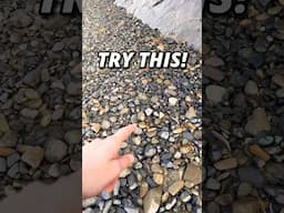 How to Find 20 Million Year Old Fossils (EASY)! #animals #nature #shorts