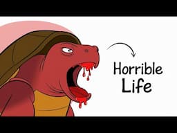 Why It Sucks To Be A Turtle (built like a tank, moves like a brick)