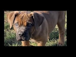 Boerboel puppies training starts soon.