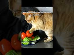My cat is a chef!