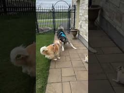 My #chihuahua trying not to become a #taco. Life with a #malamute & #goldenretreiver 😆