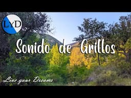 Sonido de Grillos, Cigarras y Pájaros 🌾 Ambiente de Verano Relajante para Dormir o Meditar