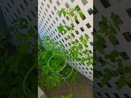 Harvesting My Garden
