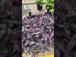 This plant use to be $300 for a 4in now 30 for a massive plant 😍💚✨