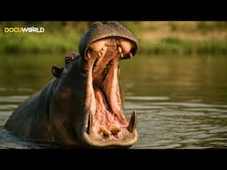 Miracles Of Nature Episode 1 I Would You Like To Take A Closer Look At These Magnificent Animals?