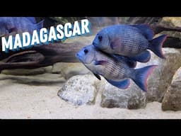My SUCCESS and FAILURE with Malagasy Fish
