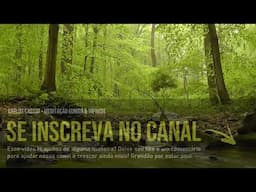 Música para Meditar e Relaxar com Sons de Riacho e Natureza - Acalmar os Pensamentos