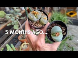 Progress update: Lithops and Argyroderma 5 months later