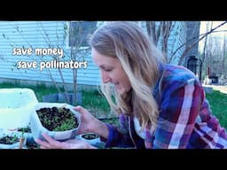 Turning my lawn into a permaculture food forest - seedlings, game plan & the "before" | Spring 2025