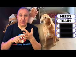 5 Steps You Need To Take To Stop Dog Reactivity (Full Blueprint)