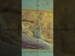 Why do we kill Squirrels? #pcpairgun #scopecam #airgunhunting