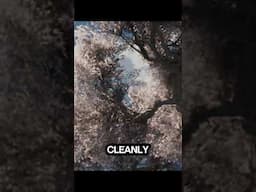 Trees Library in Blender