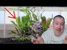 Amazon Sword Plant Care