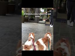 Don’t forget to shimmy today for an instant mood booster #shimmy #dogs